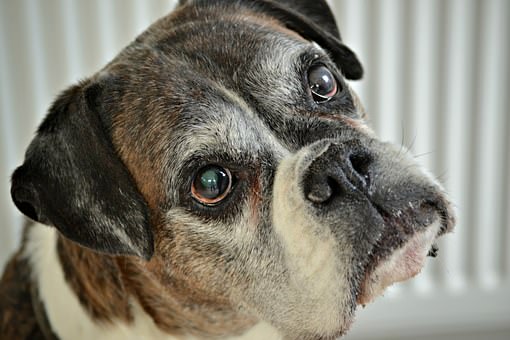 Ask A Vet: Should I Worry About My Boxer Going Under Anesthesia?