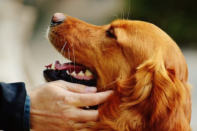 7 Dog Breeds That Love To Snuggle With Their Human