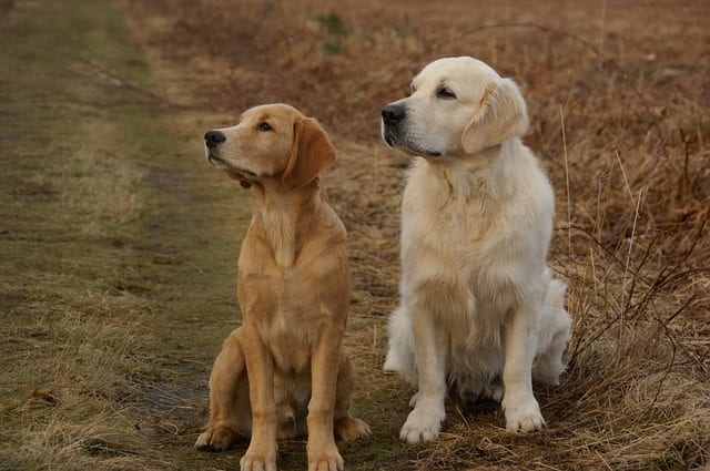 7 Dog Breeds That Love Other Dogs