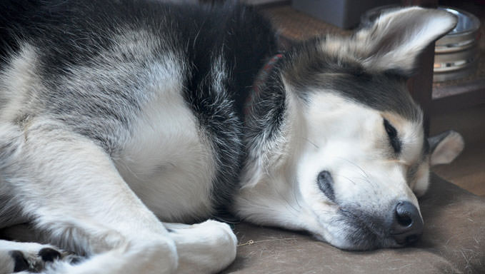 10 Natural Ways To Relieve Your Huskie’s Joint Pain