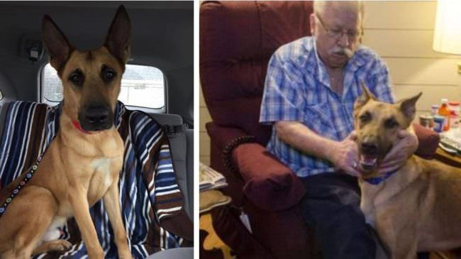 Innocent Service Dog Avoids The “Death Penalty” Thanks To DNA Evidence