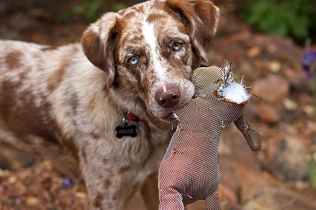 Dog holding chew toy