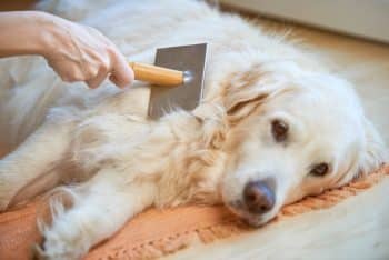PetWireDaily — Tired of Excessive Shedding? Try Adding This One Ingredient To Your Dog’s Diet