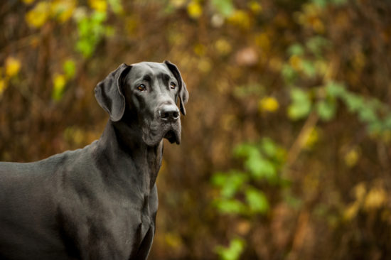 The 18 Breeds At Most Risk of Hip Dysplasia – Is Your Dog On The List?