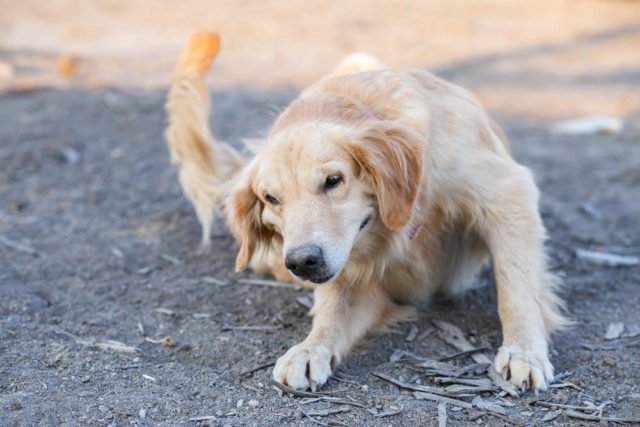 8 Possible Reasons For Your Dog's Excessive Hair Loss