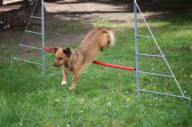 Shy dog agility course