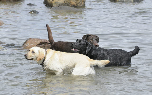 Labrador Retriever Named America's Favorite Breed For 26th Year In A Row