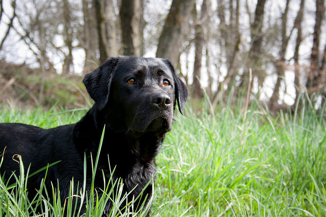 6 Dog Breeds With An Exceptional Sense Of Smell