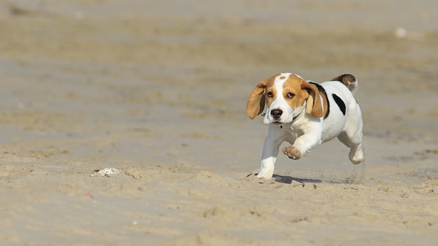 3 Things Your Beagle Loves More Than Anything
