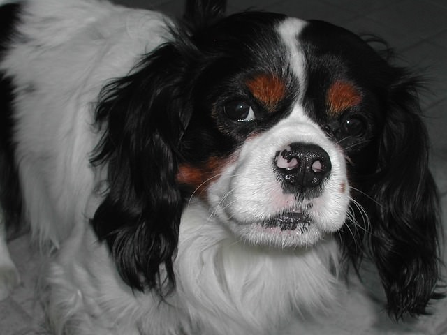 5 Signs Your King Charles Spaniel Is Stressed