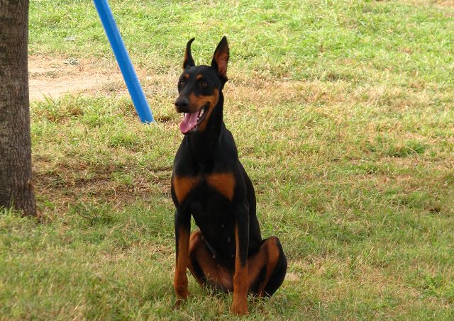 How To Teach Your Doberman To Stay