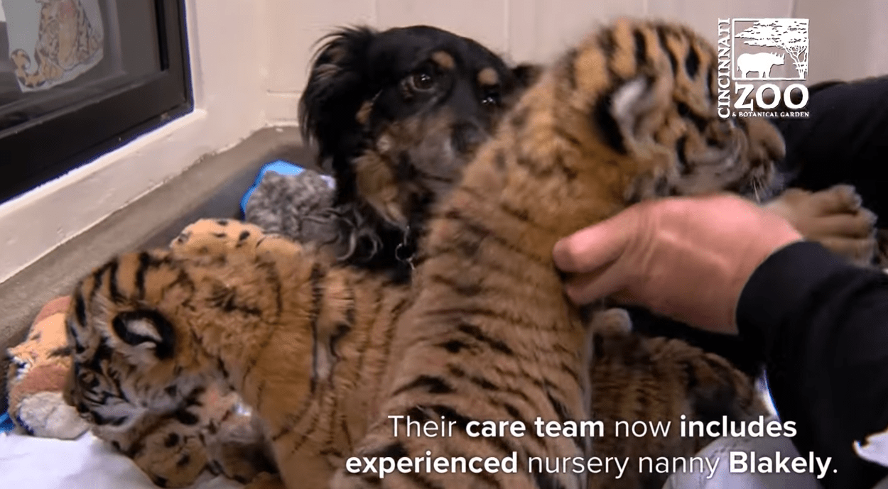 Sweet Daddy Dog Cares For Abandoned Endangered Tiger Cubs