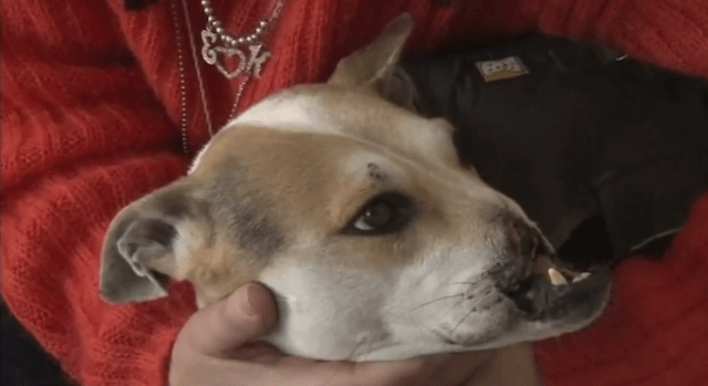 Dog With Half A Face Survives To Find A Life Where She's Loved
