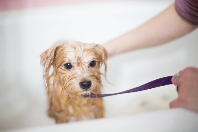 A brown silky dog getting a bath.
