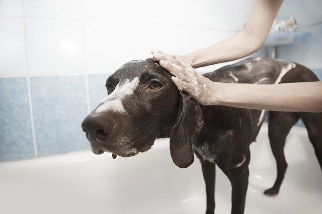 should i bathe my small greek domestic dog before trimming