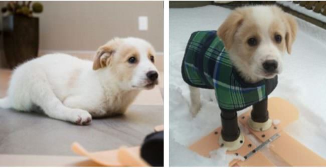 UPDATE: Two-Legged Rescue Puppy Will Walk Right Into Your Heart On His New Prosthetic Legs
