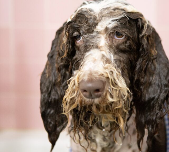 Curly coated dogs should be groomed every four to six weeks to prevent matting.