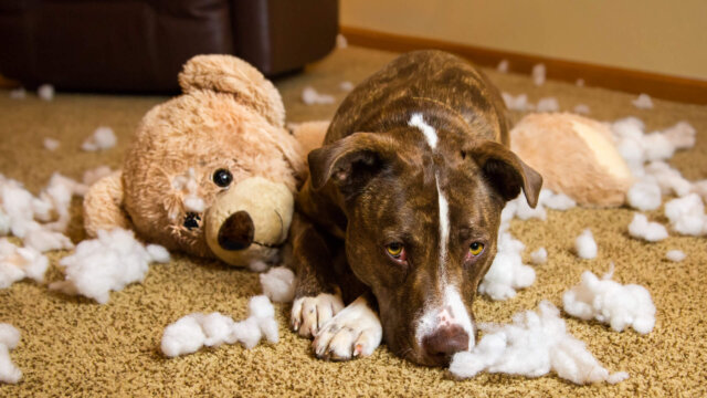 Dog Destroys Stuffed Animal