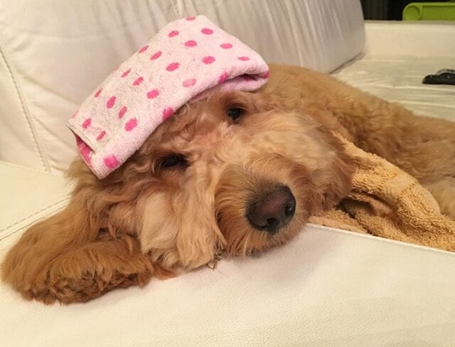 Sick Goldendoodle lying on couch with a cool cloth on her forehead