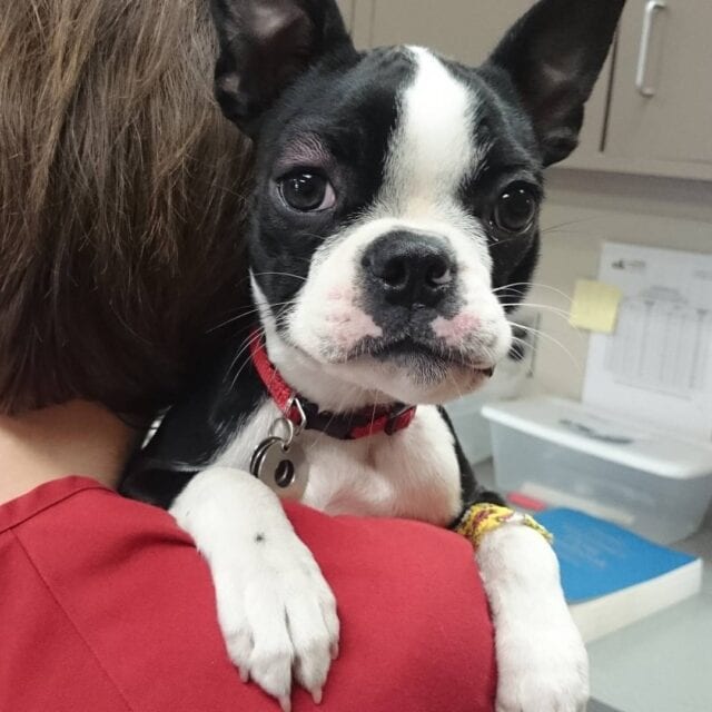 Boston Terrier at veterinary hospital having a vaccine reaction with facial swelling