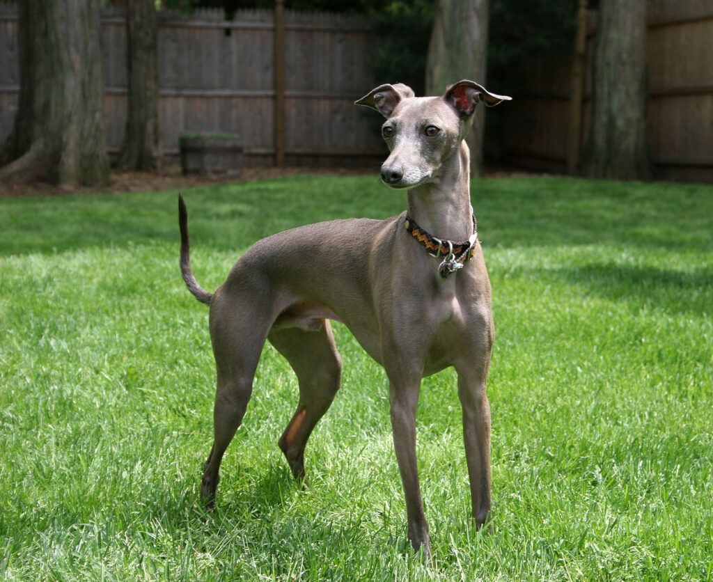 1467px Italian Greyhound standing gray