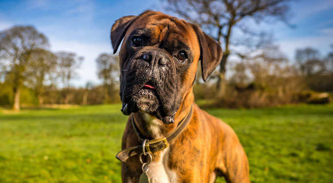 At What Age Should I Begin Giving My Boxer a Joint Supplement?