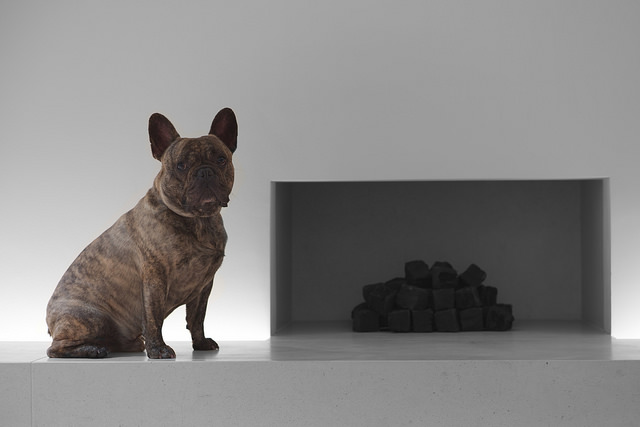 3 Signs Your French Bulldog is Overweight