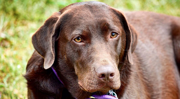 At What Age Should I Begin Giving My Lab a Joint Supplement?