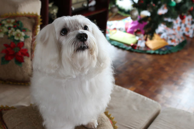 3 Signs Your Maltese Is Overweight