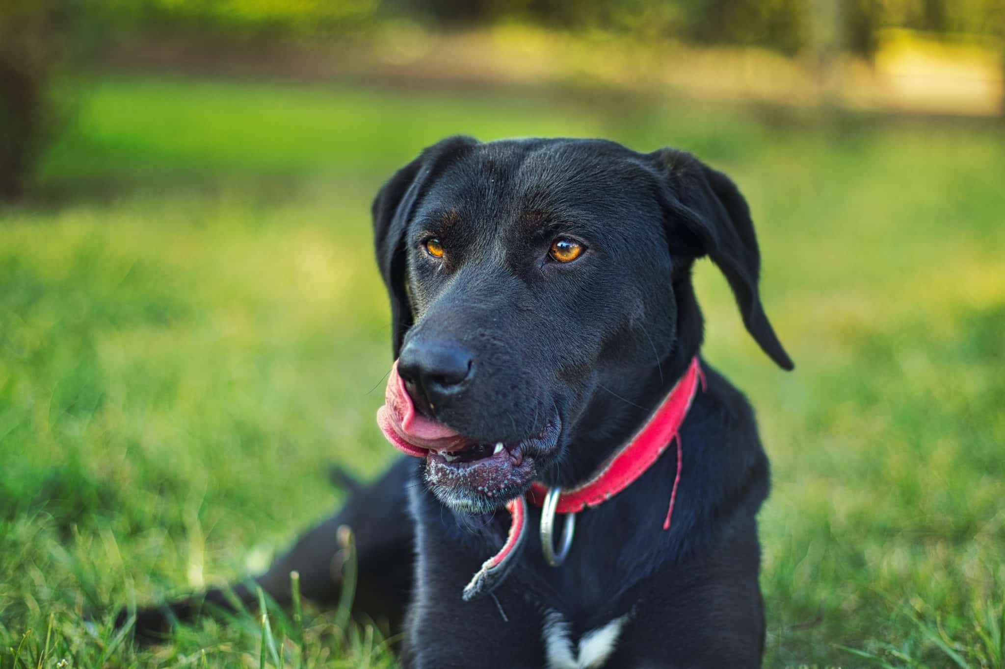 4 Ways To Feed Your Dog’s Brain