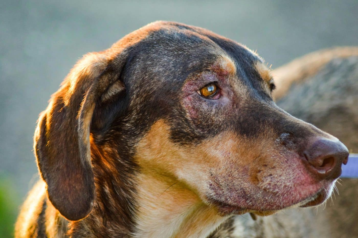 5 Ways To Soothe Your Dog's Dry Skin