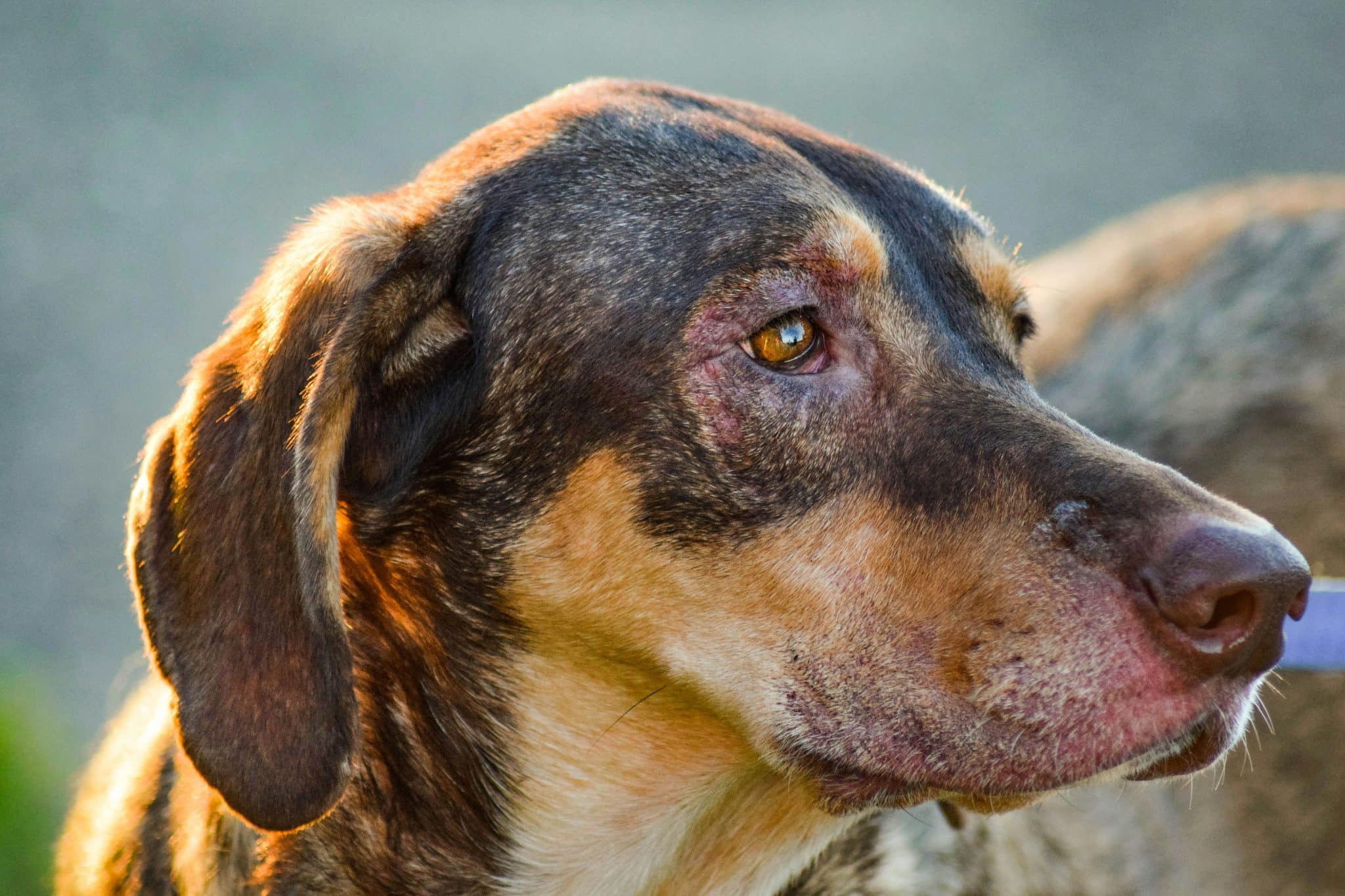 5 Ways To Soothe Your Dog’s Dry Skin