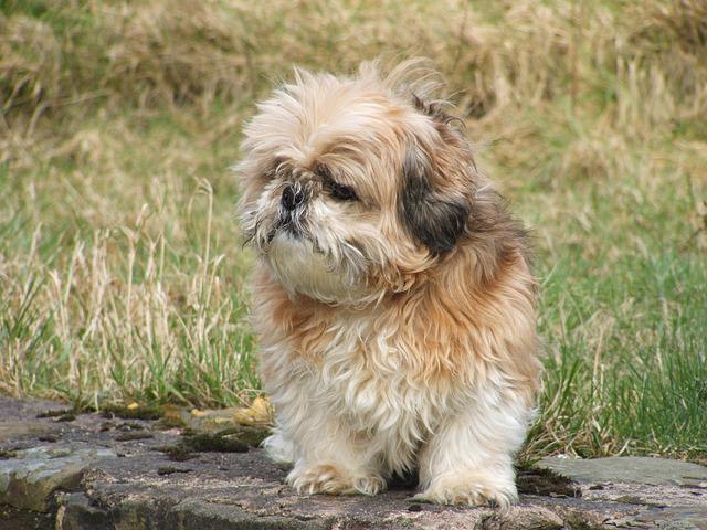 3 Signs Your Shih Tzu Is Overweight