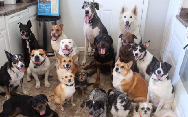 Lots Of Dogs Together