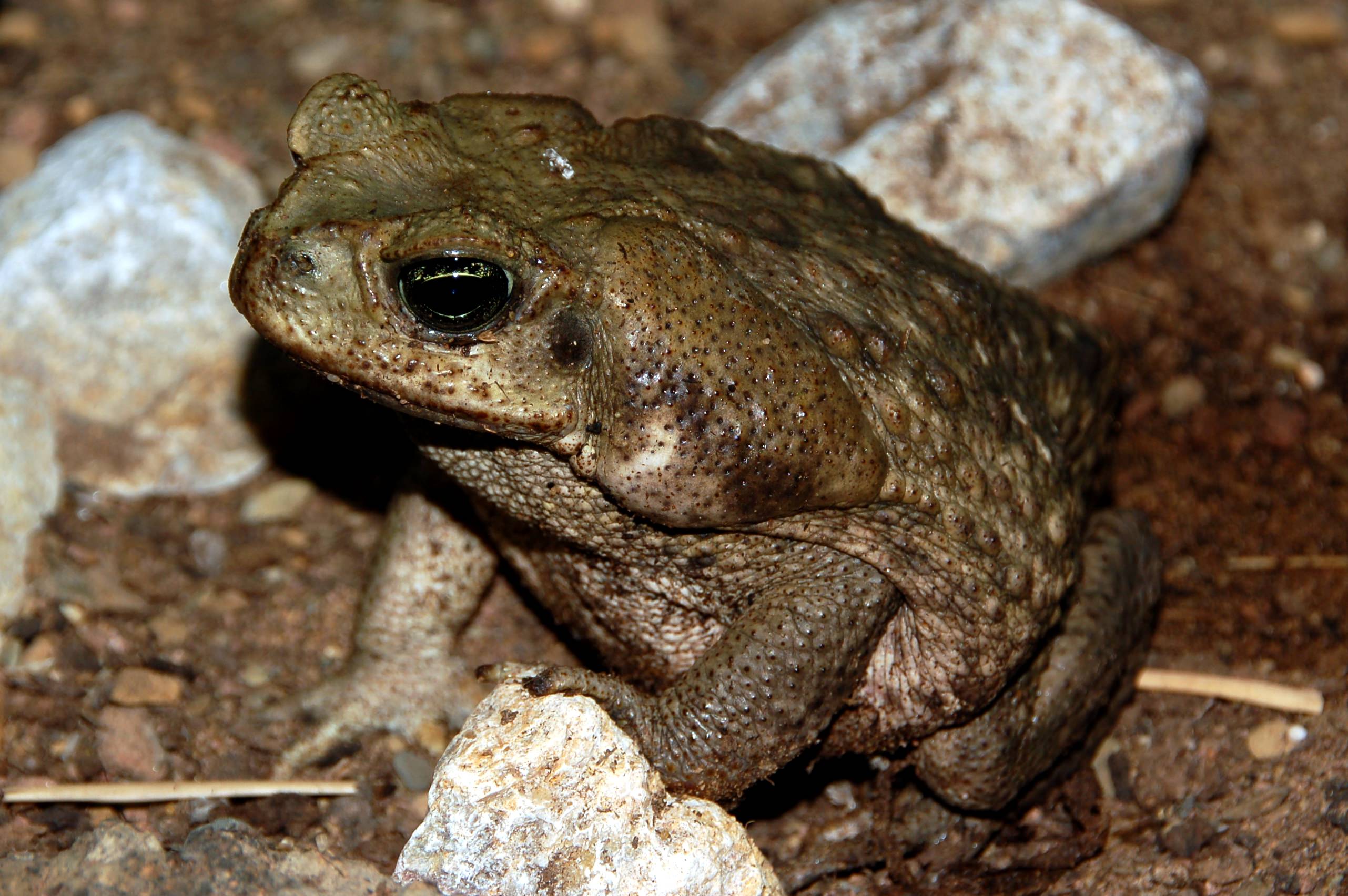 warning-to-dog-parents-lethal-frog-can-pose-extreme-risk-to-pets