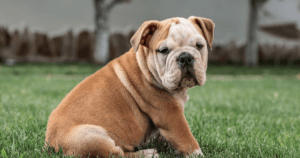 Bulldog Puppy Smelly