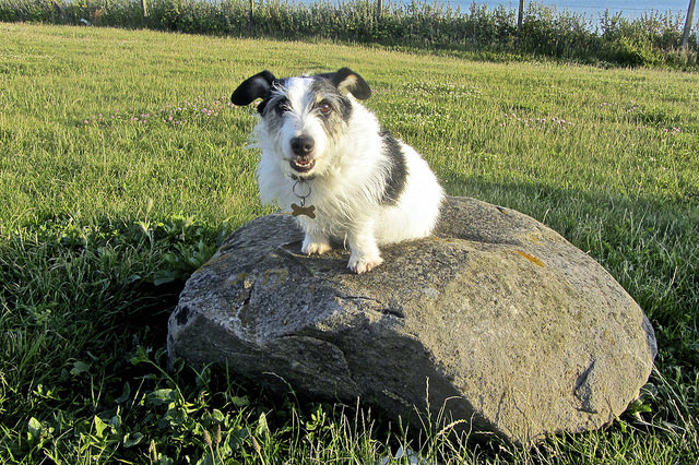 How To Teach Your Jack Russell Terrier To Sit & Stay
