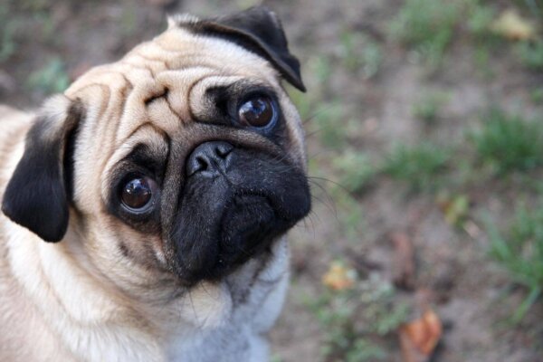 Smelly Pug Breed