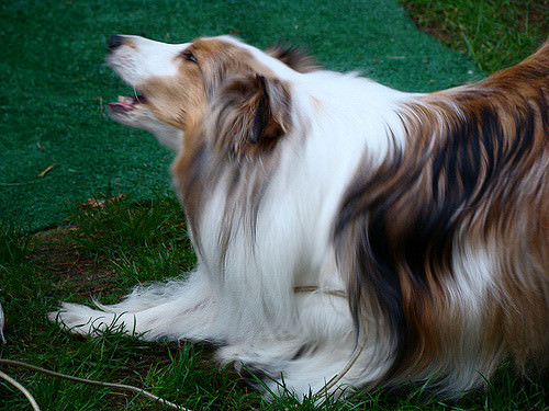 4 Things To Do When Your Shetland Sheepdog Is Stressed