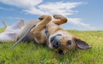 PetWireDaily — 9 Important Places To Look For Ticks On Your Dog