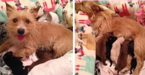 Mama Dog Who Lost 2 Of Her Pups Adopts Orphaned Litter Of 6