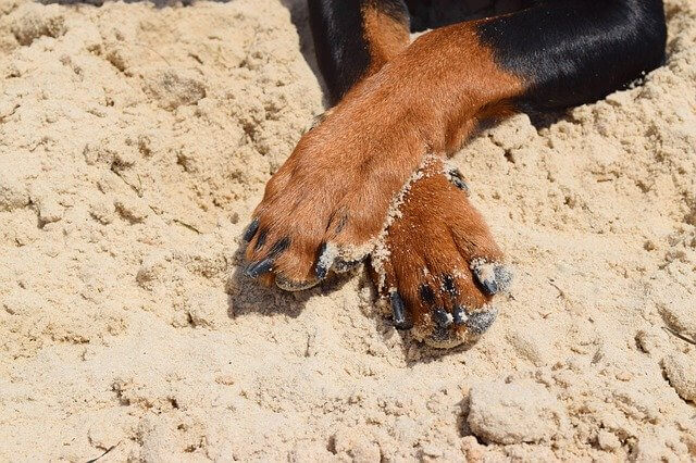 lotion for dog paws
