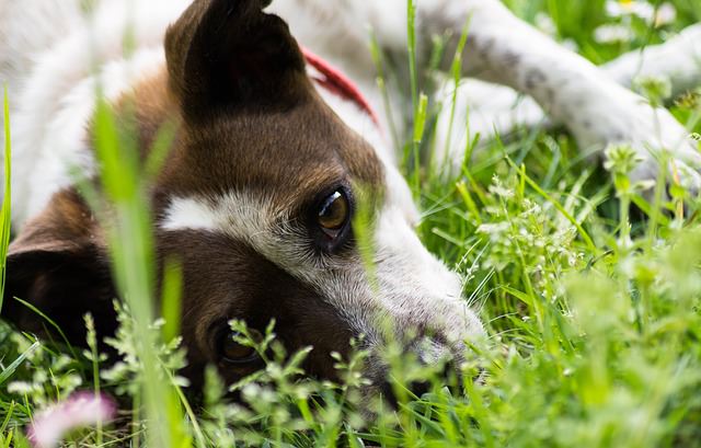 Dangerous Plants for Dogs - PetHelpful