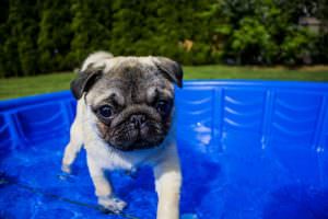 10 Great Ways To Keep Your Dog Cool This Summer
