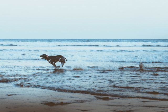 5 Tips For A Successful Beach Day With Your Dog
