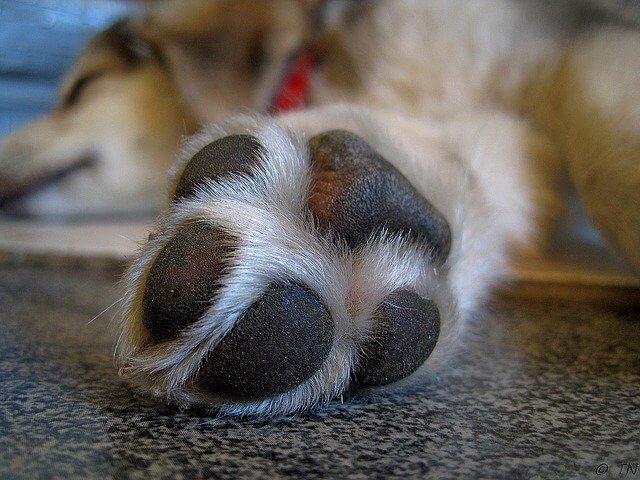 dog licking pads of feet