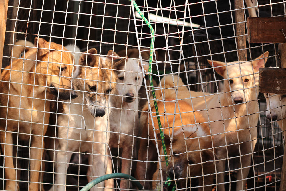 Ending The Dog Meat Trade Help Is Needed Now More Than Ever   Shutterstock 626966111 