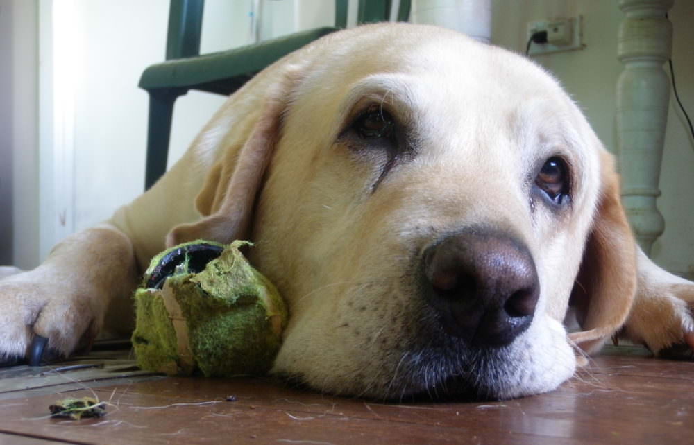 dog destroys tennis balls