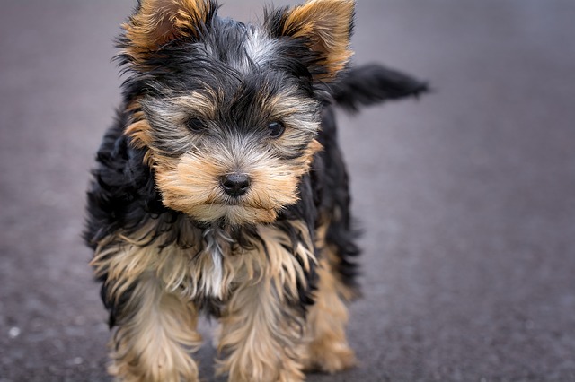 the 10 dog breeds that shed the least