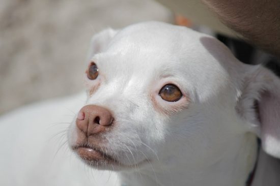 Picture of Image result for when will a canine deliver
